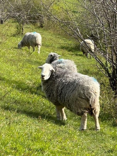 4 Bedroom Detached for Sale in Croydon, CR0 9AD